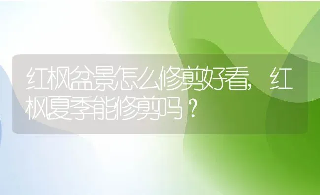 红枫盆景怎么修剪好看,红枫夏季能修剪吗？ | 养殖科普