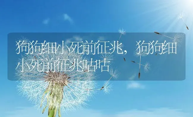 狗狗细小死前征兆,狗狗细小死前征兆咕咕 | 养殖科普