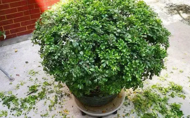 米兰花什么时候修剪比较合适,米兰花夏季的修剪方法图解？