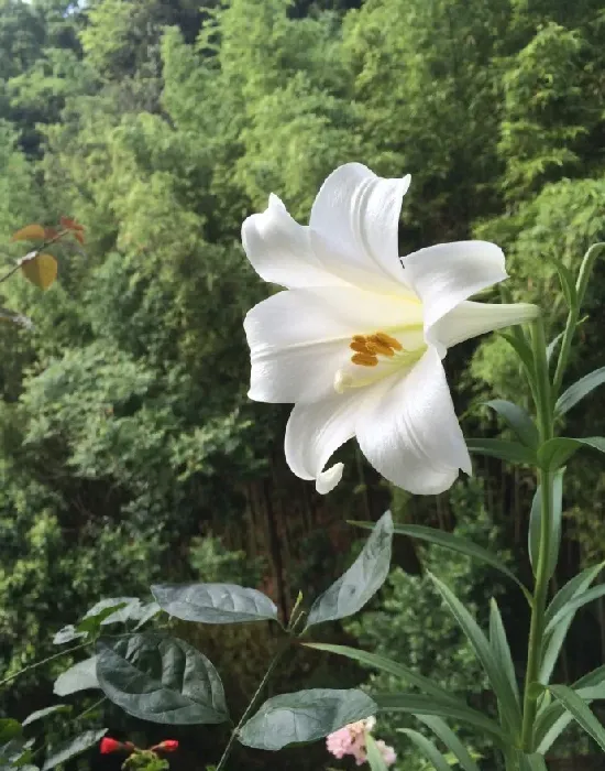 百合花什么季节开,百合花什么时候发芽、开花、结果？