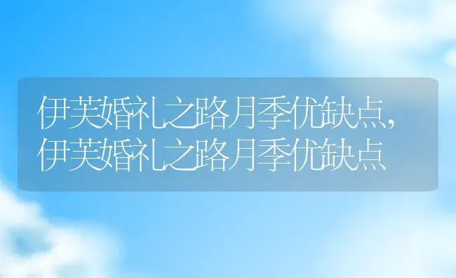 伊芙婚礼之路月季优缺点,伊芙婚礼之路月季优缺点 | 养殖科普
