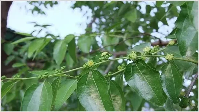 枣树开花不结果怎么办 | 三农知识