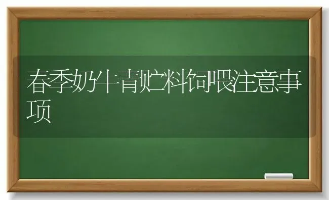 春季奶牛青贮料饲喂注意事项 | 养殖技术大全