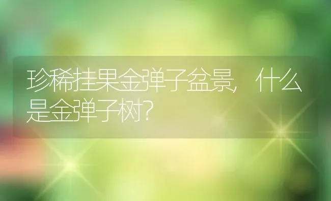 珍稀挂果金弹子盆景,什么是金弹子树？ | 养殖科普