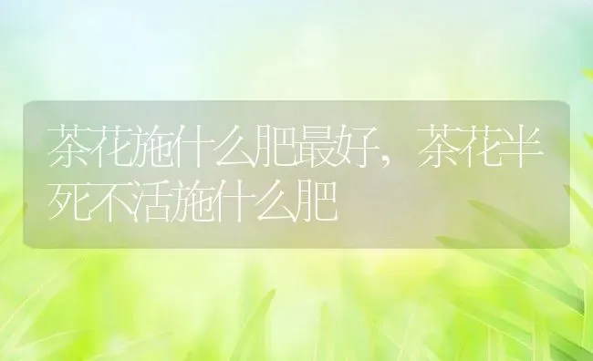 茶花施什么肥最好,茶花半死不活施什么肥 | 养殖学堂