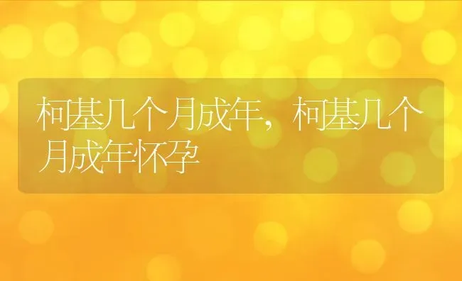 柯基几个月成年,柯基几个月成年怀孕 | 养殖科普