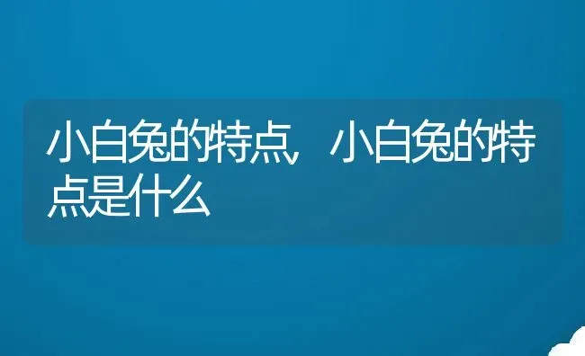 小白兔的特点,小白兔的特点是什么 | 养殖资料