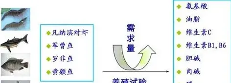 氨基酸对动物营养免疫的影响 | 实用知识