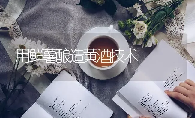 用鲜薯酿造黄酒技术 | 养殖技术大全