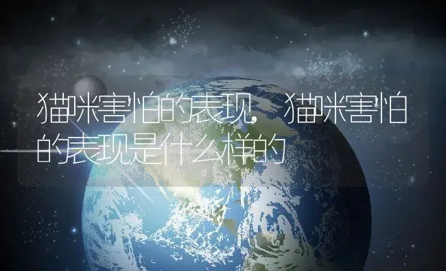 猫咪害怕的表现,猫咪害怕的表现是什么样的 | 养殖科普