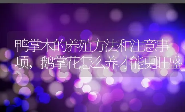 鸭掌木的养殖方法和注意事项,鹅掌花怎么养才能更旺盛 | 养殖学堂