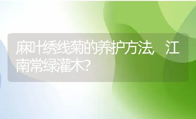 麻叶绣线菊的养护方法,江南常绿灌木？ | 养殖科普