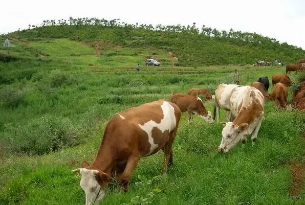 提高肉牛养殖收益的四点技巧分享 | 妙招大全