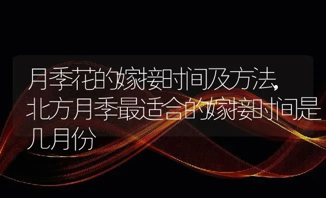 月季花的嫁接时间及方法,北方月季最适合的嫁接时间是几月份 | 养殖学堂