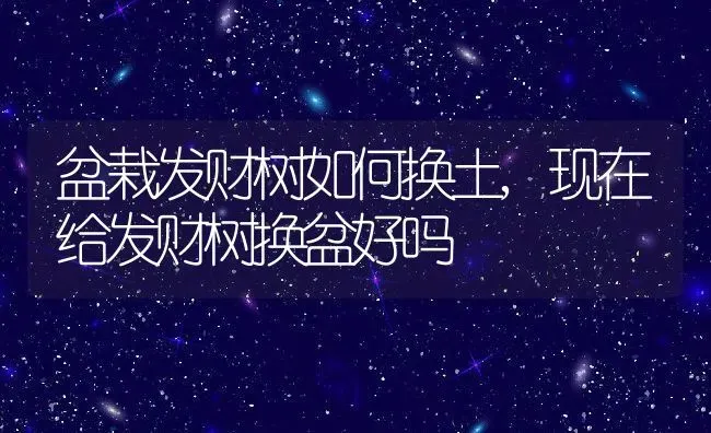 盆栽发财树如何换土,现在给发财树换盆好吗 | 养殖学堂