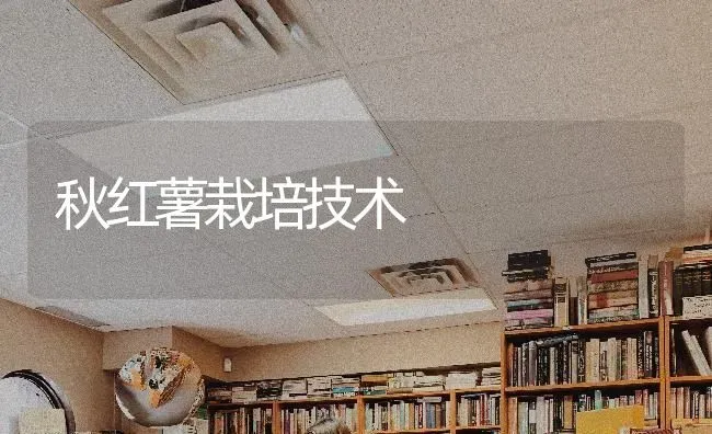 秋红薯栽培技术 | 养殖知识