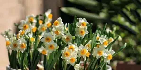 自制花肥最简单的方法 用什么制作花肥最好 | 三农知识