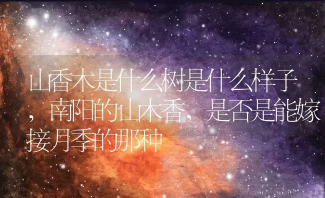 山香木是什么树是什么样子,南阳的山木香，是否是能嫁接月季的那种 | 养殖学堂