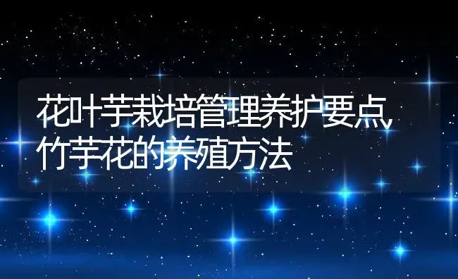 花叶芋栽培管理养护要点,竹芋花的养殖方法 | 养殖学堂