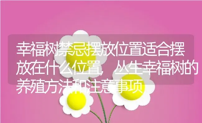 幸福树禁忌摆放位置适合摆放在什么位置,丛生幸福树的养殖方法和注意事项 | 养殖学堂