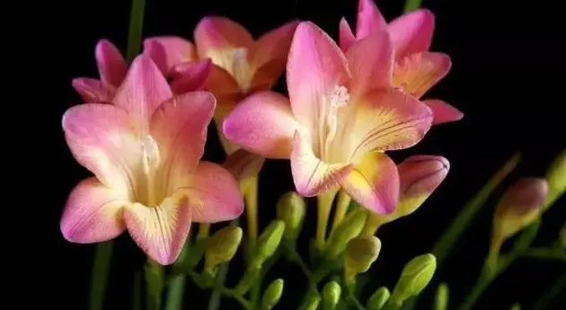 小苍兰香水是什么牌子,香雪兰香味是什么香水?