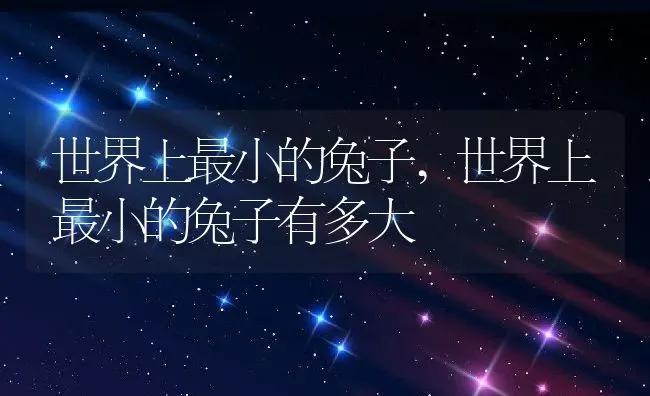 世界上最小的兔子,世界上最小的兔子有多大 | 养殖科普