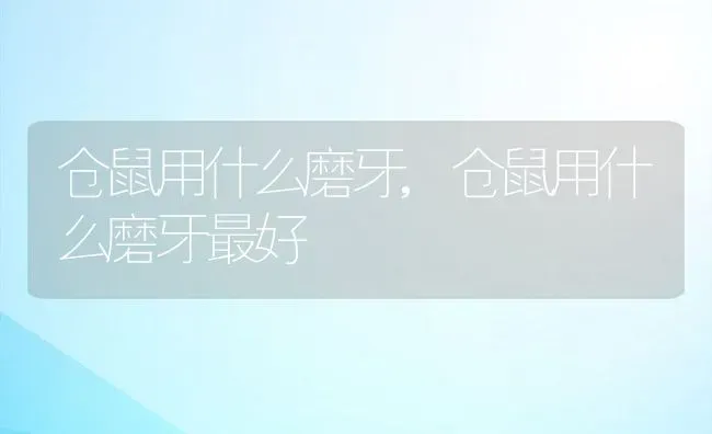 仓鼠用什么磨牙,仓鼠用什么磨牙最好 | 养殖资料