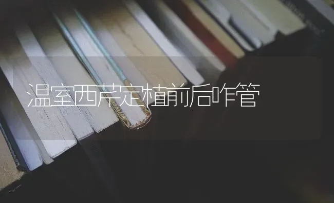 温室西芹定植前后咋管 | 养殖技术大全