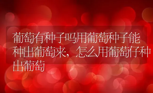 葡萄有种子吗用葡萄种子能种出葡萄来,怎么用葡萄仔种出葡萄 | 养殖学堂