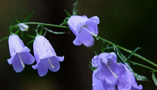 风铃草有毒吗,君影花有毒吗？