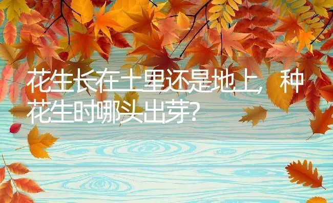 花生长在土里还是地上,种花生时哪头出芽？ | 养殖科普