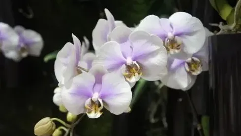 蝴蝶兰哪个颜色最贵,蝴蝶兰八大名贵花？