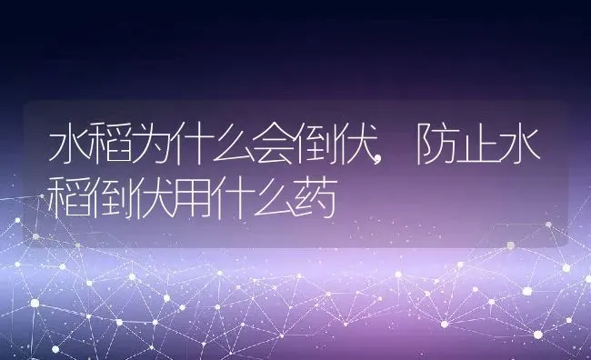 水稻为什么会倒伏,防止水稻倒伏用什么药 | 养殖学堂