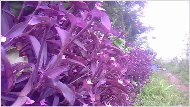 紫鸭跖草该怎么种植？技术要点有哪些 | 妙招大全