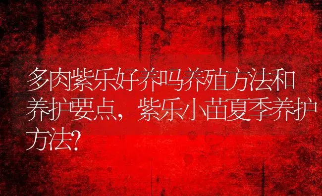 多肉紫乐好养吗养殖方法和养护要点,紫乐小苗夏季养护方法？ | 养殖科普