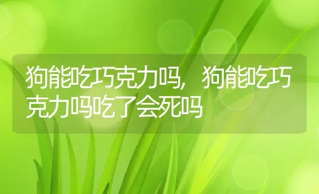 狗能吃巧克力吗,狗能吃巧克力吗吃了会死吗 | 养殖资料