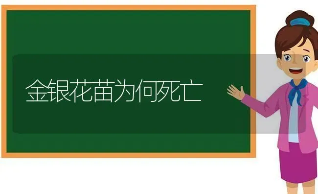 金银花苗为何死亡 | 养殖知识