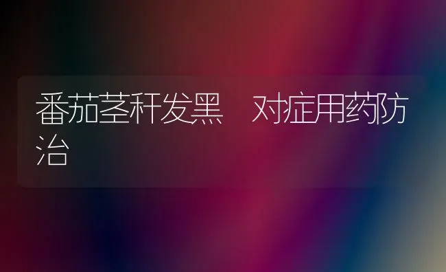 番茄茎秆发黑 对症用药防治 | 养殖技术大全