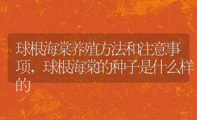 球根海棠养殖方法和注意事项,球根海棠的种子是什么样的 | 养殖学堂