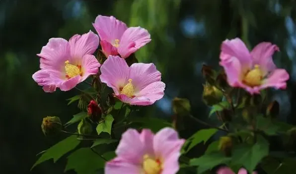 小木槿花苞发黄干枯 | 三农知识