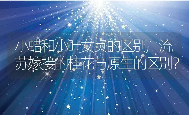 小蜡和小叶女贞的区别,流苏嫁接的桂花与原生的区别？ | 养殖科普