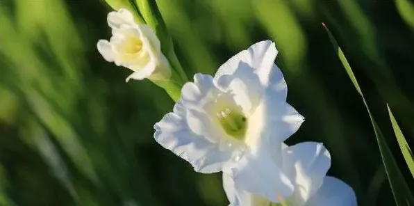 适合春节摆放的鲜花，腊梅花/桔梗花/蝴蝶兰/剑兰等 | 生活常识