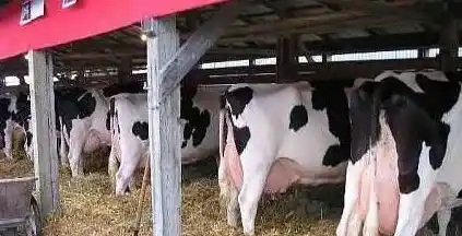 黑白花奶牛多少钱一头?怎样挑选? | 农广天地