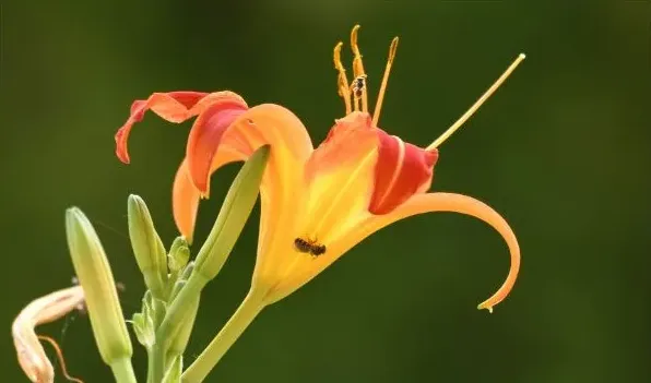 金针花和黄花菜一样吗 | 妙招大全