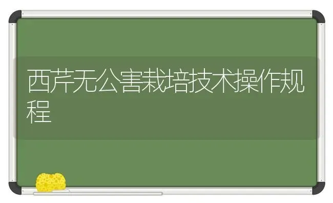 西芹无公害栽培技术操作规程 | 养殖知识