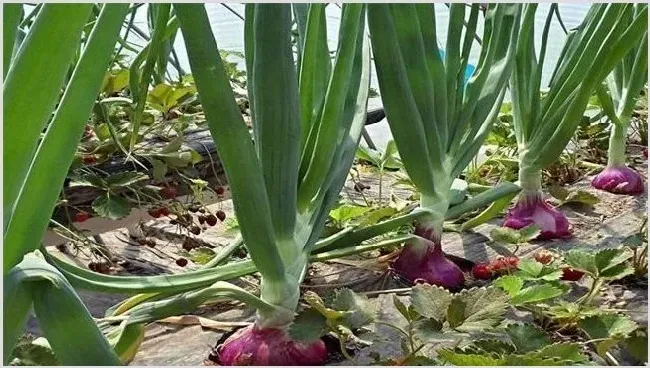 洋葱种植的田间管理技术介绍 | 生活妙招