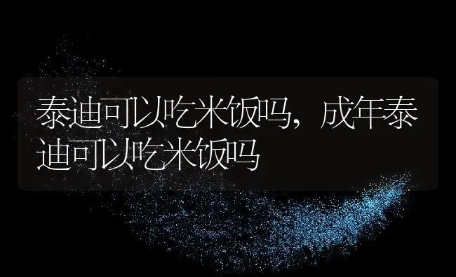 泰迪可以吃米饭吗,成年泰迪可以吃米饭吗 | 养殖资料