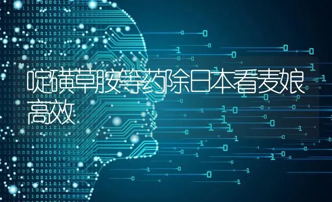 啶磺草胺等药除日本看麦娘高效 | 养殖技术大全
