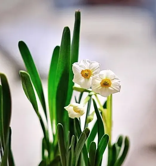 水仙花种土里会越长越多吗,水仙花怎么养才开花？