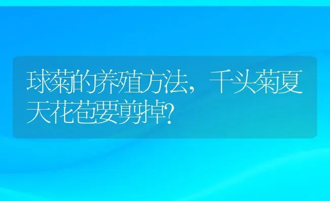 球菊的养殖方法,千头菊夏天花苞要剪掉？ | 养殖科普